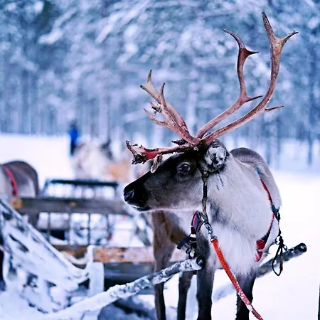 Livo Arctic *